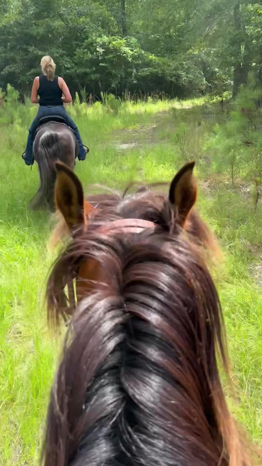 @Horse Life With Dawn❌