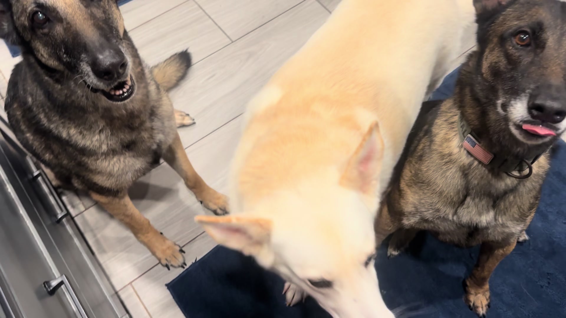 @K9.corporal