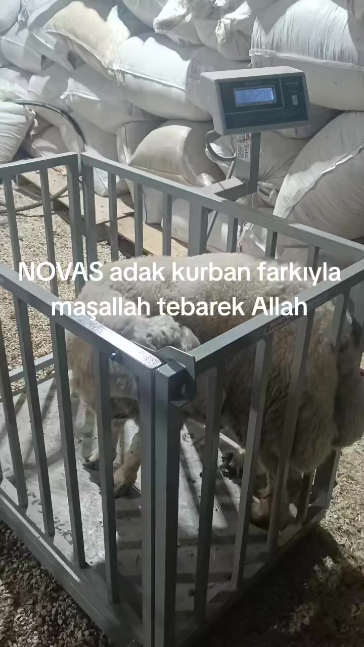 @Alp 🇹🇷🤘🐺27
