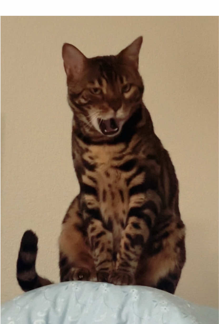 @Jasper🐆Bella🐆Safari🐆
