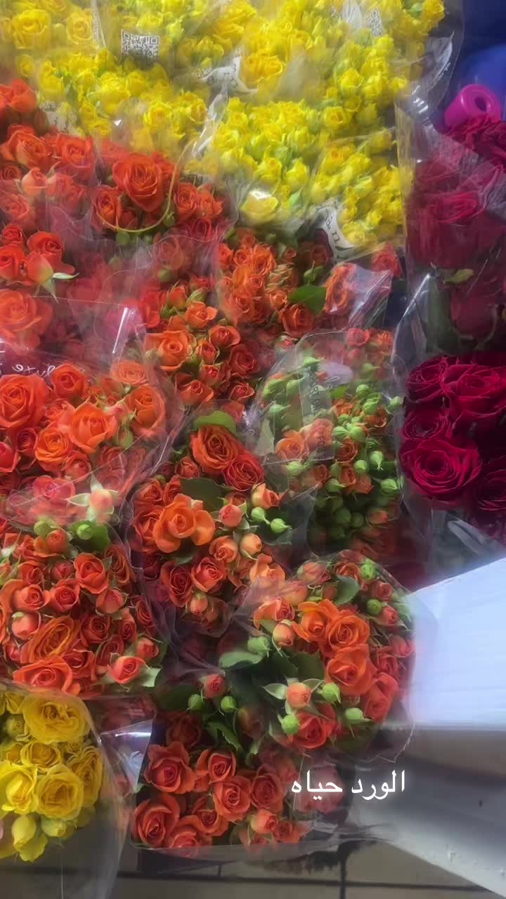 @دانه المطوع