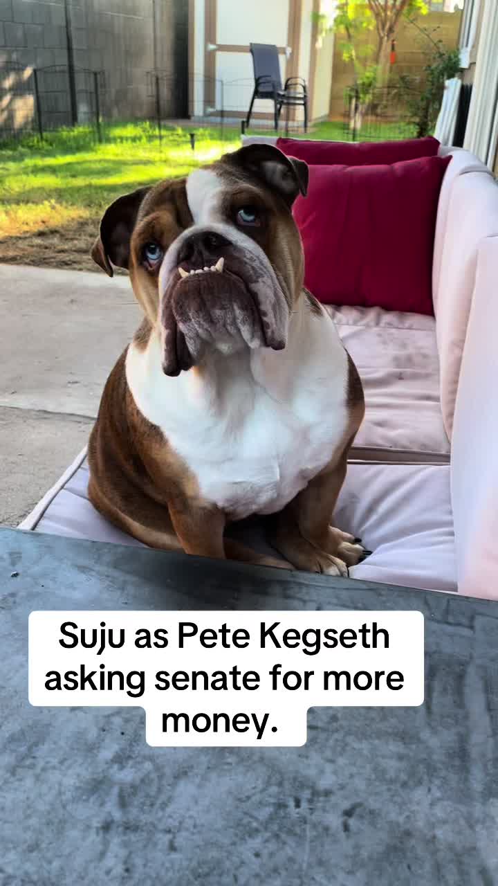 @🩵 Suju 🩵