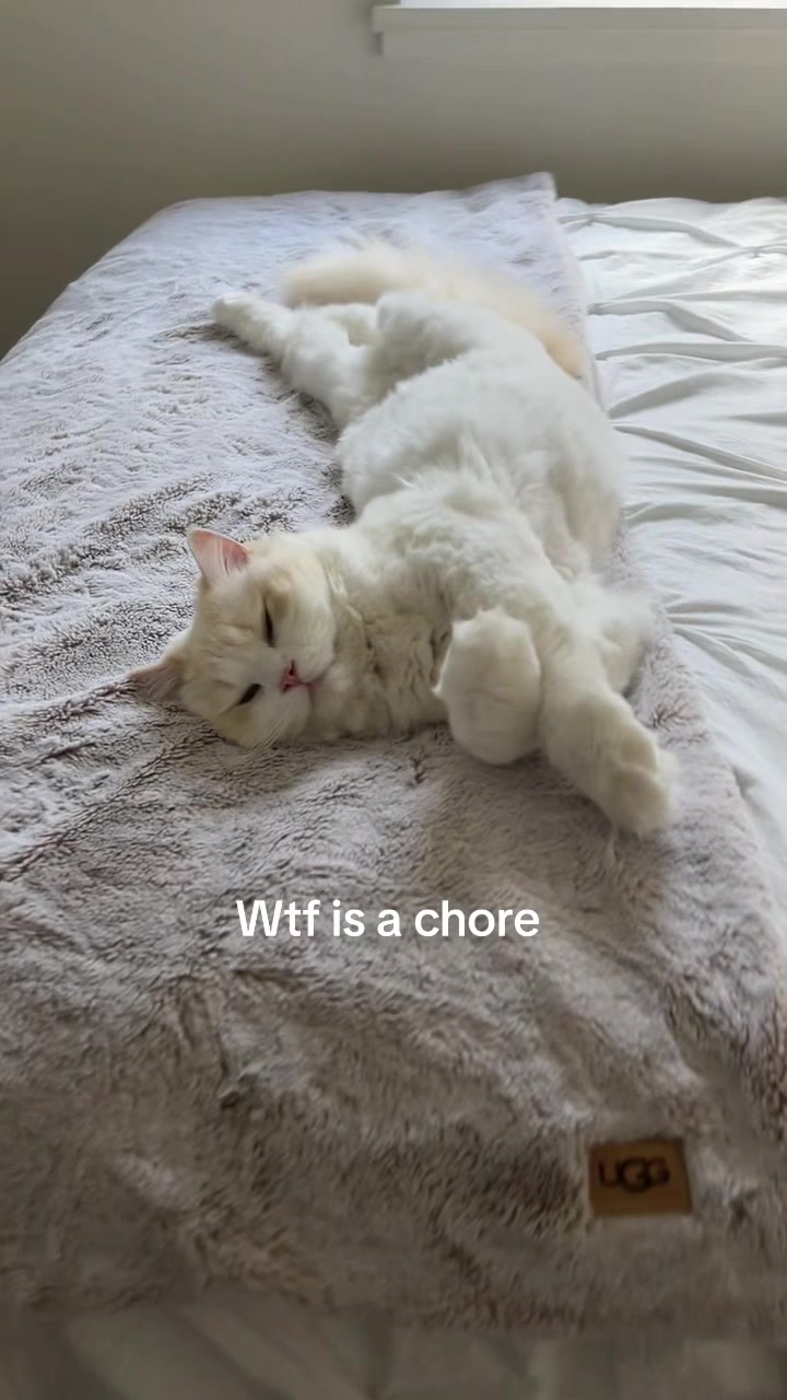 @Brody The Ragdoll Cat