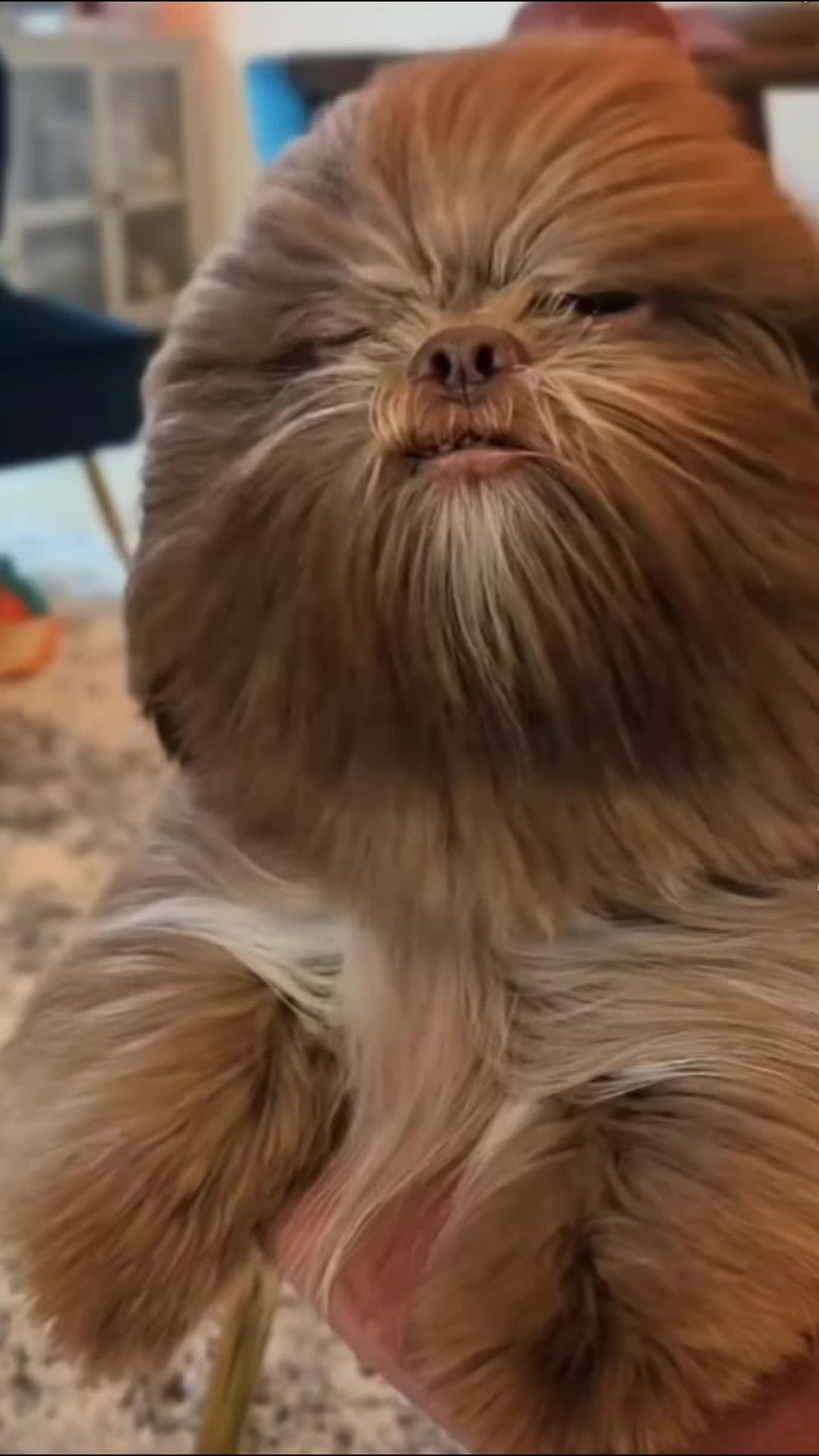 @k9fieldguide