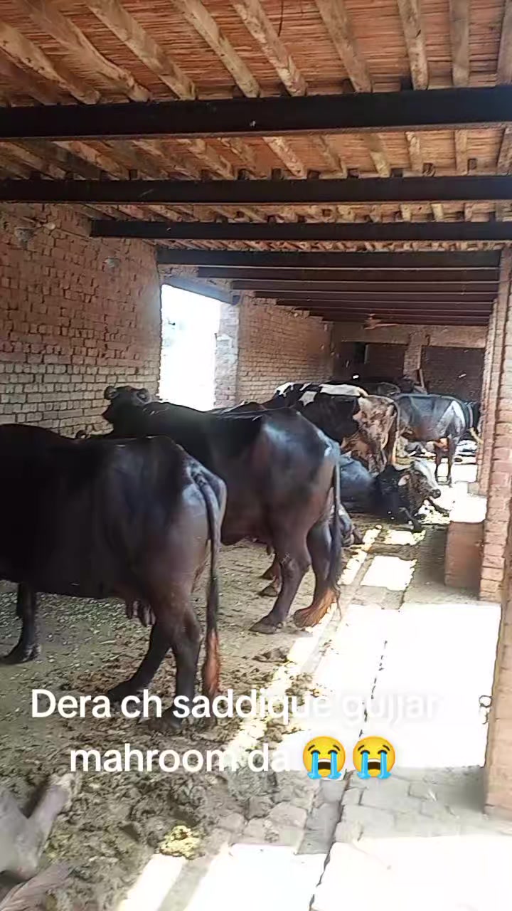 @ZAHID GUJJAR 2088