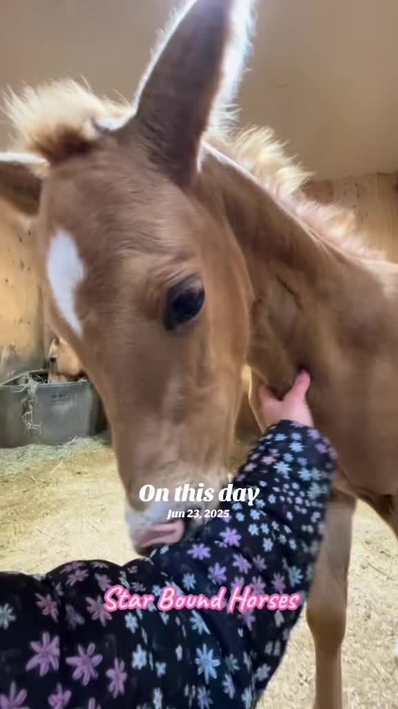 @starboundhorses