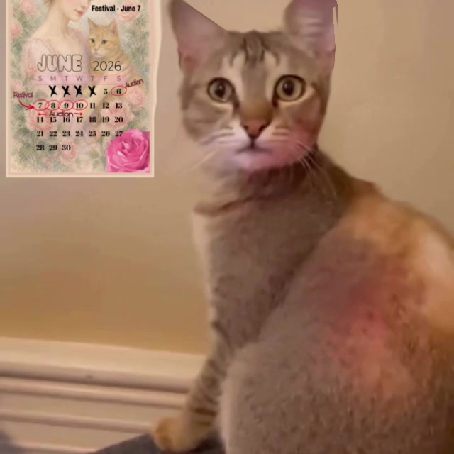 @North Toronto Cat Rescue