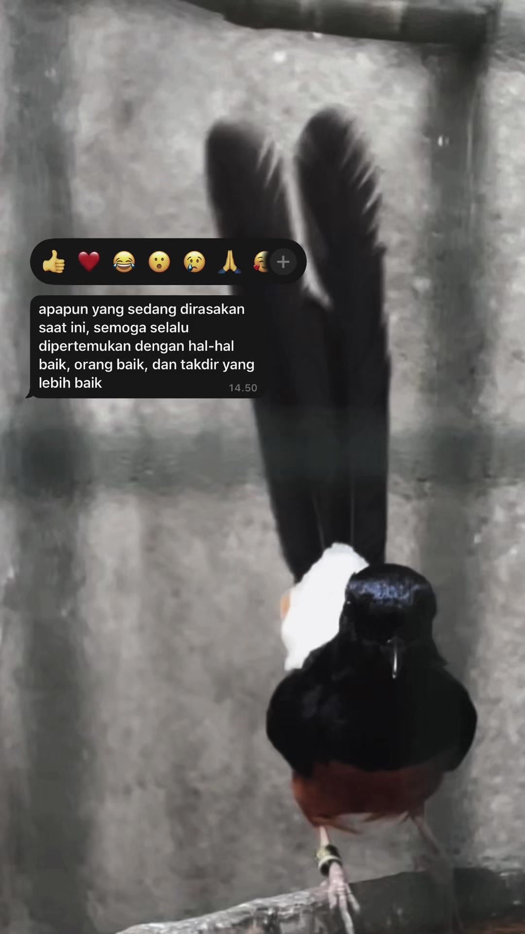 @MURAI BATU BONDOWOSO