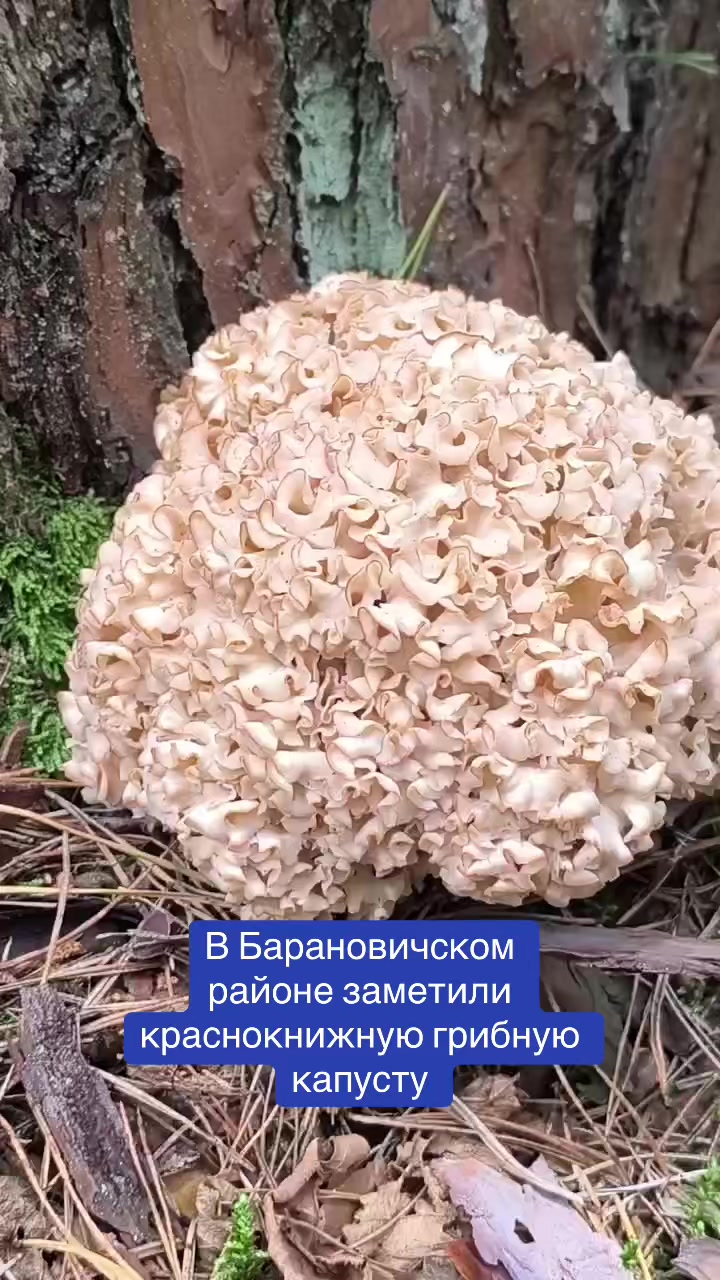 @Наш край