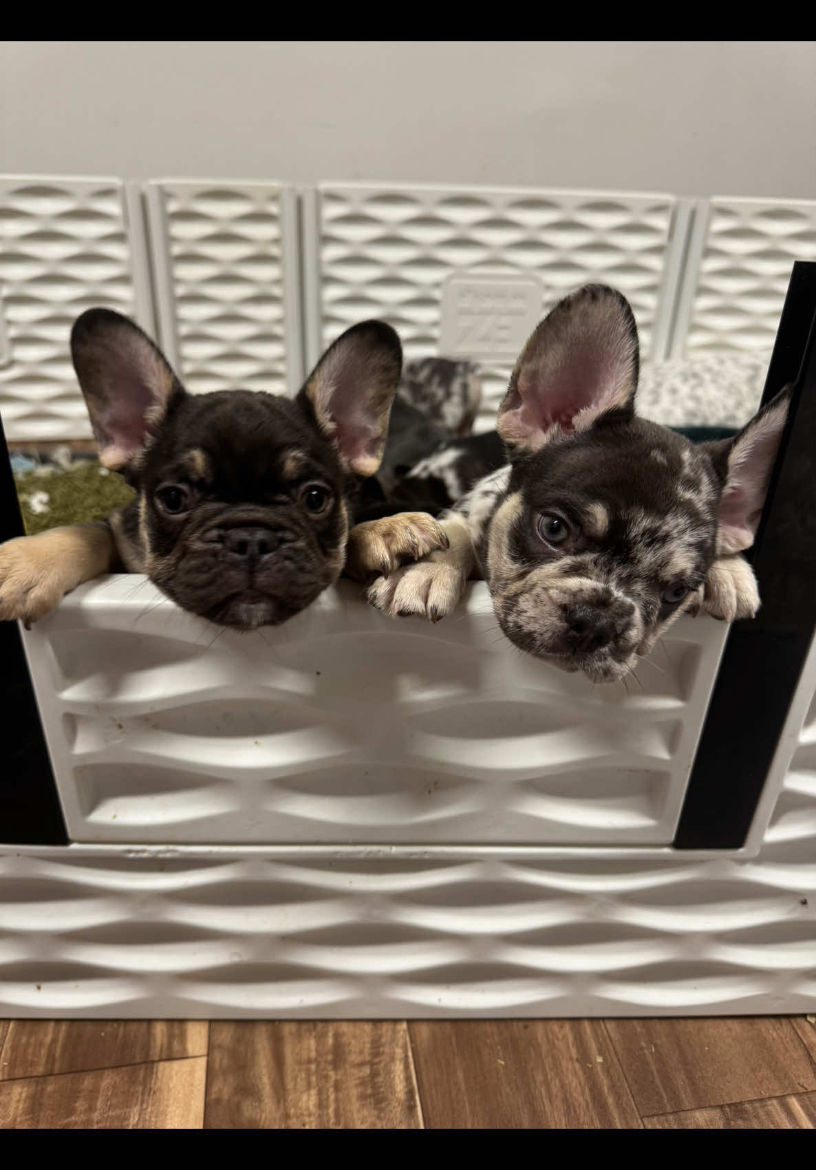 @Matchless Frenchies