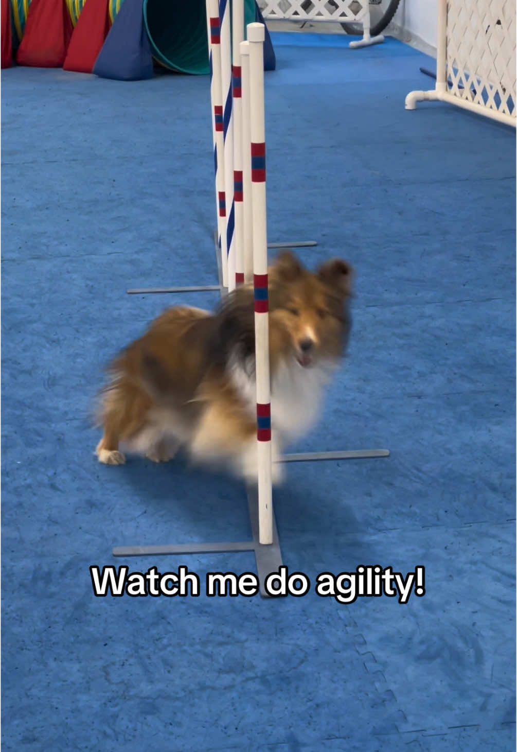 @Pepin The Sheltie
