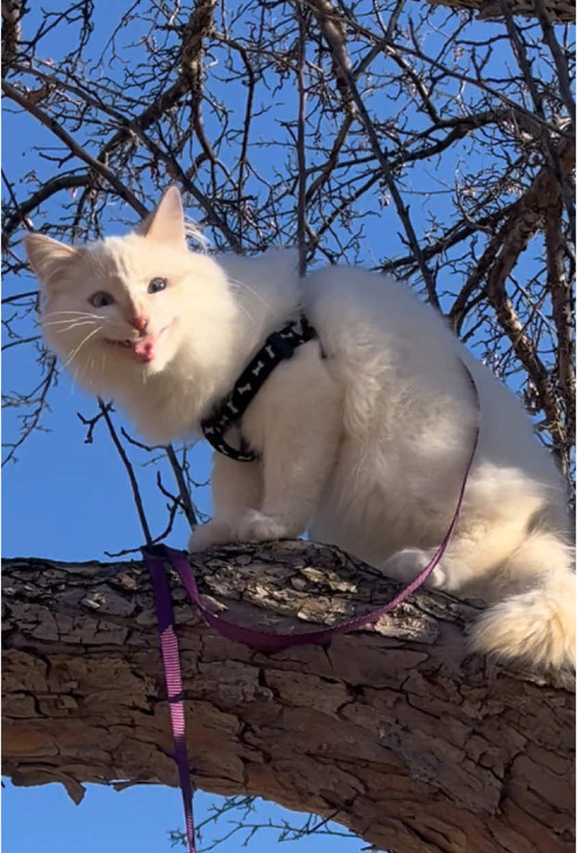 @sugarbottomkittybutton
