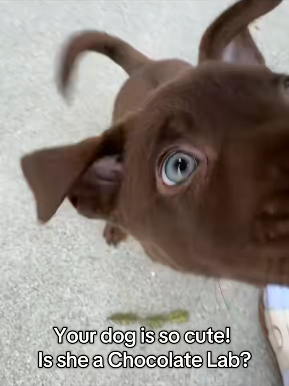 @Embark Vet