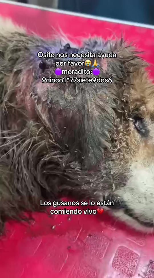 @Cómplices al rescate_11🐾