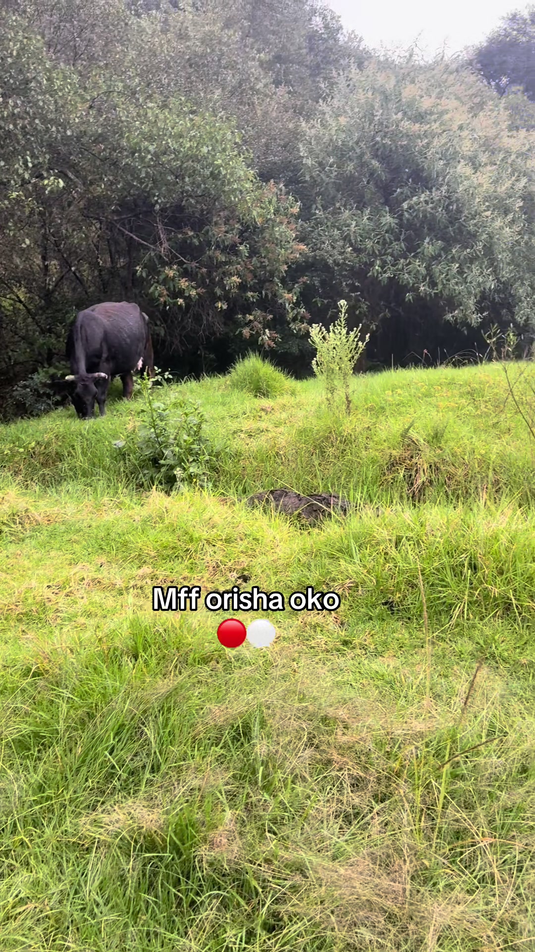 @octaviooshunkoide