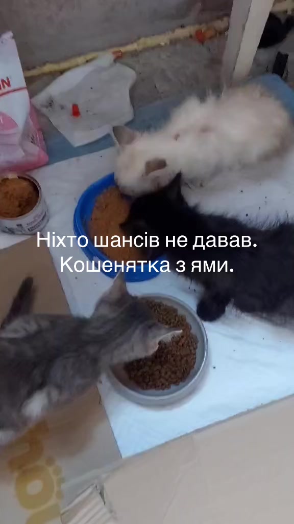 @Алиса
