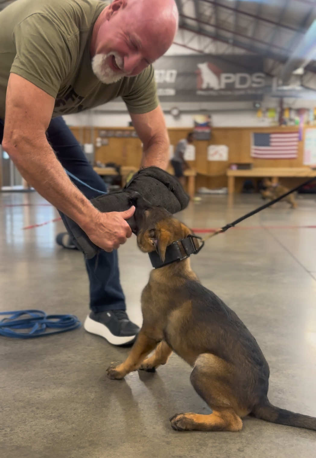 @Protection Dog Sales