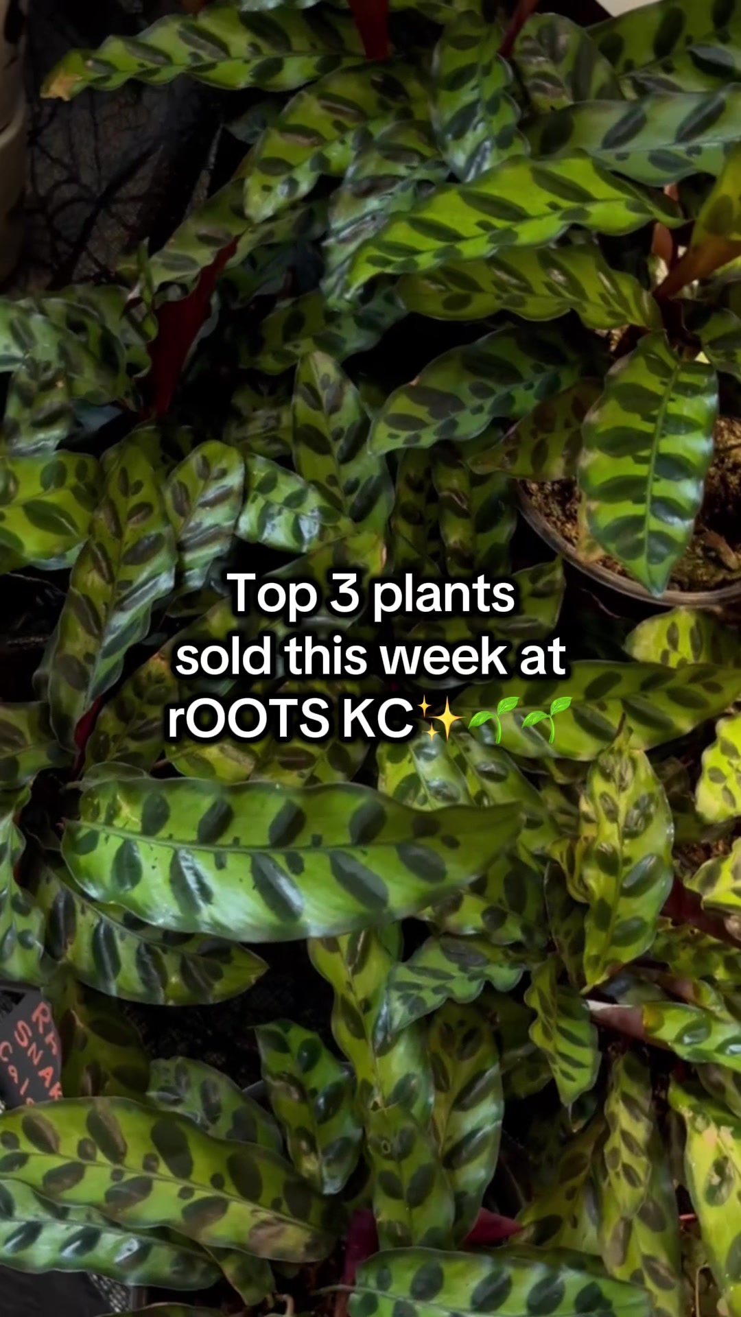 @Rootskc