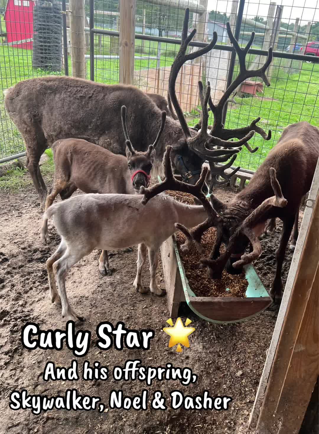 @ReindeerMagicLady