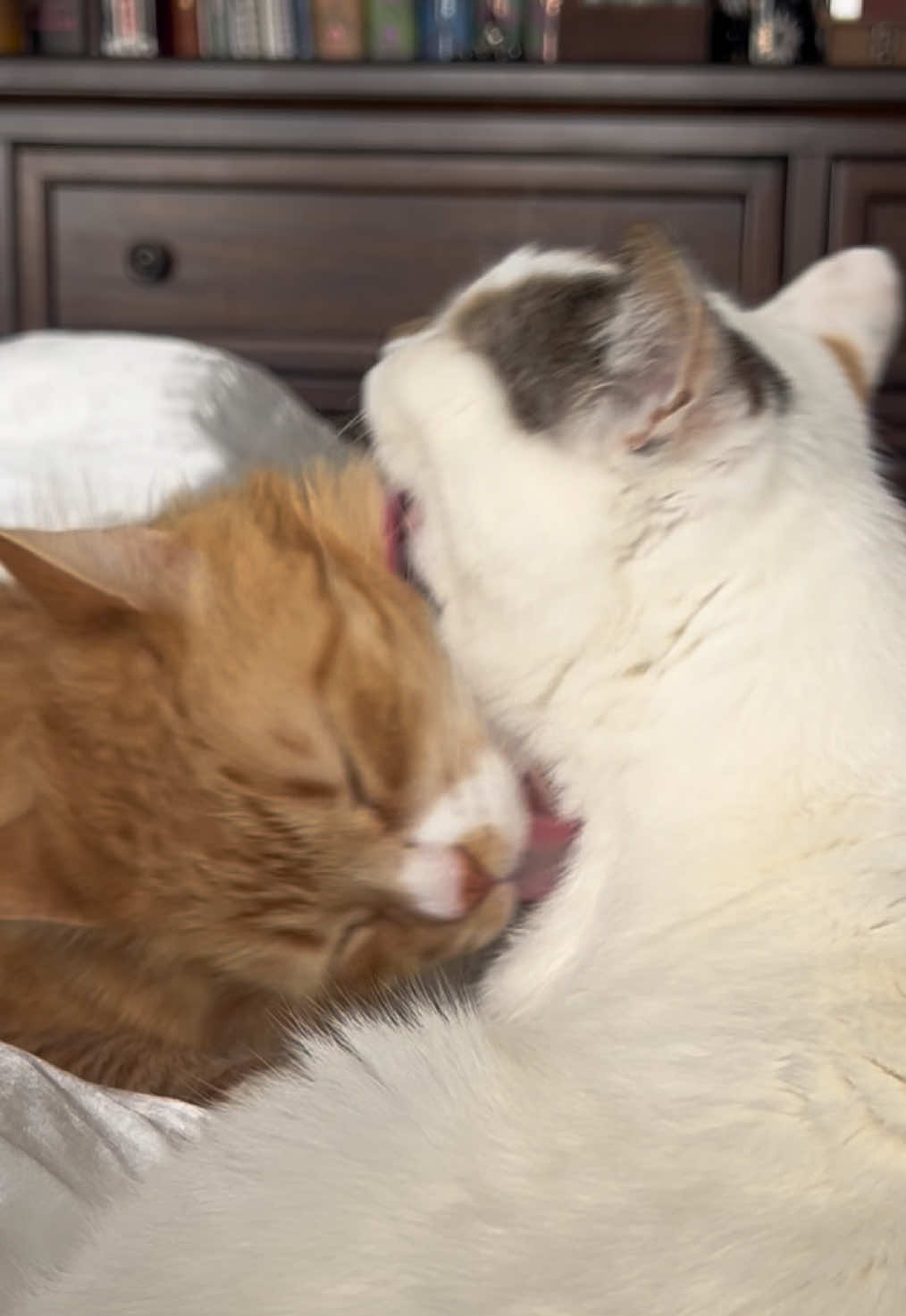 @cat