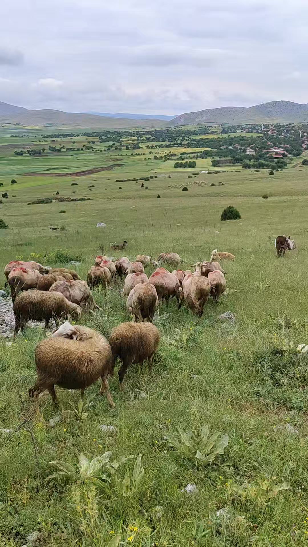 @Vural_koyunculuk_03