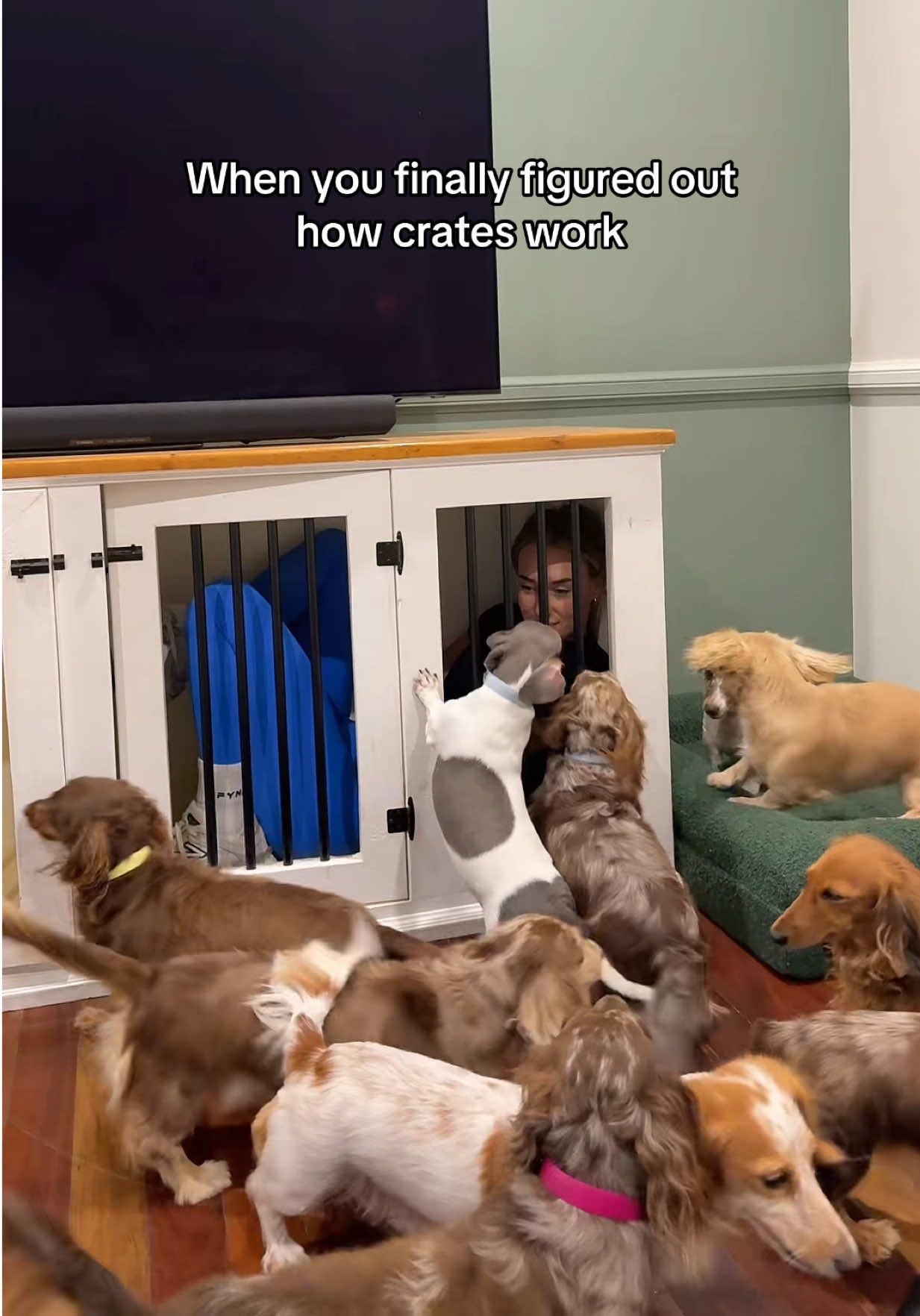 @Dachshund Dynasty