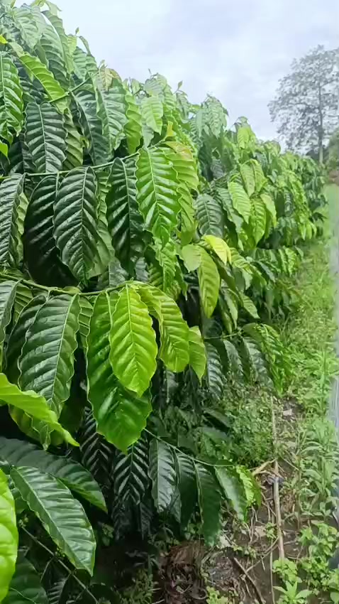 @petani