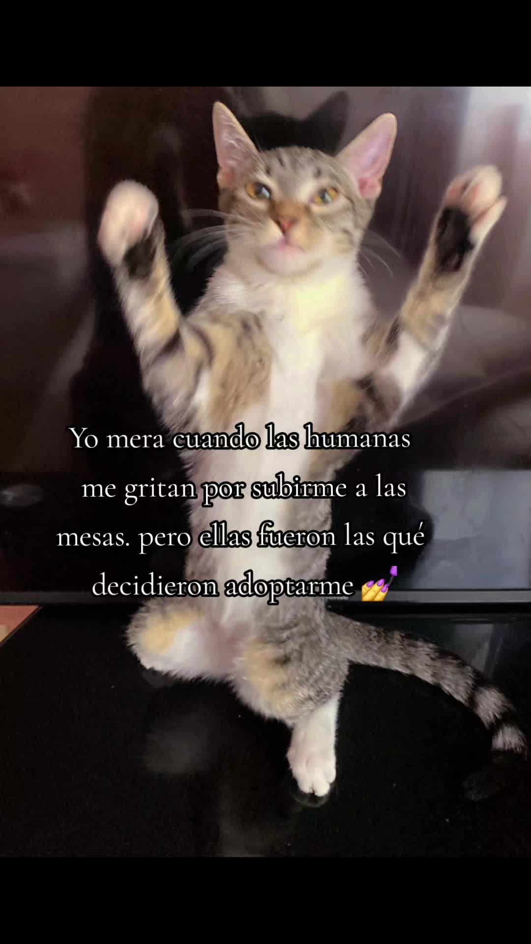 @frijolito 🐈⬛