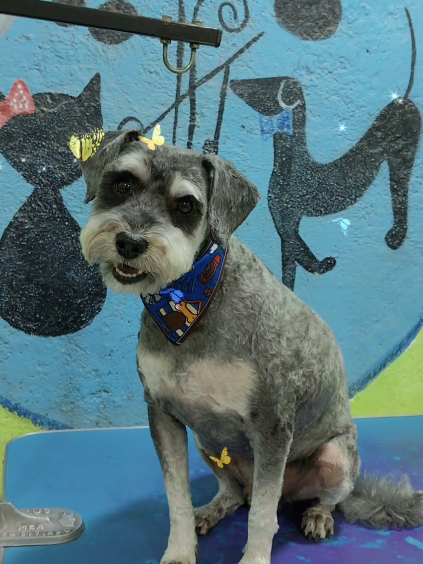 @💈🐾DOG GROOMER🐾💈