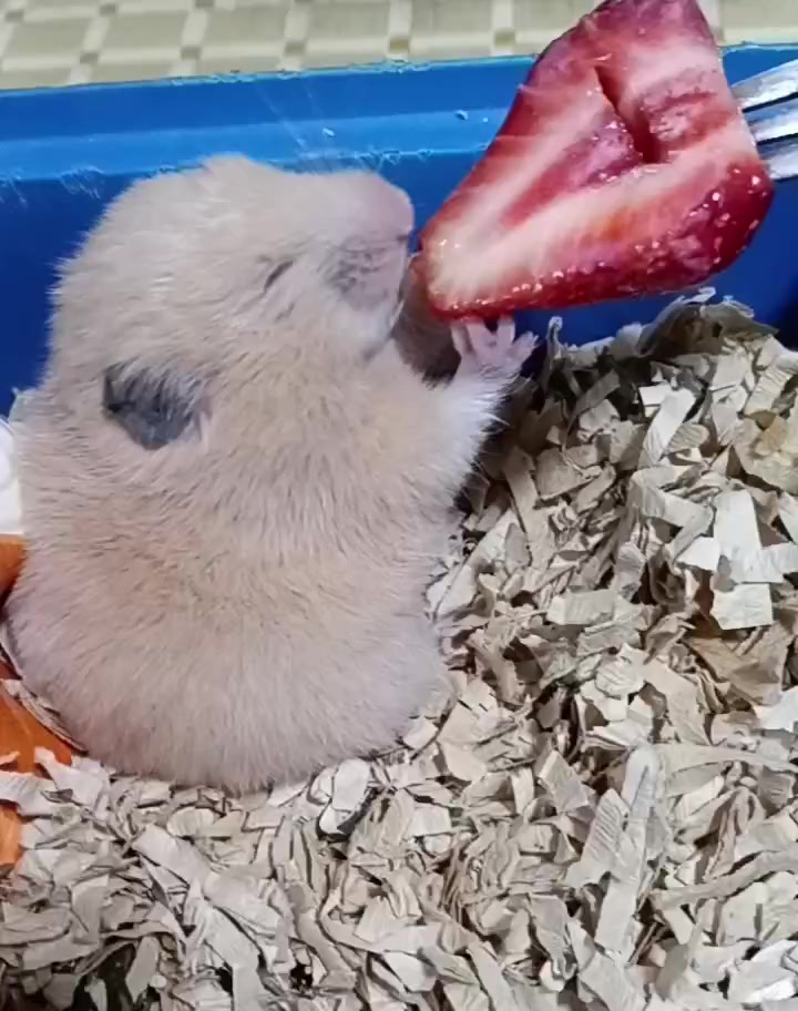 @big mama 🐹🐕🧅💜