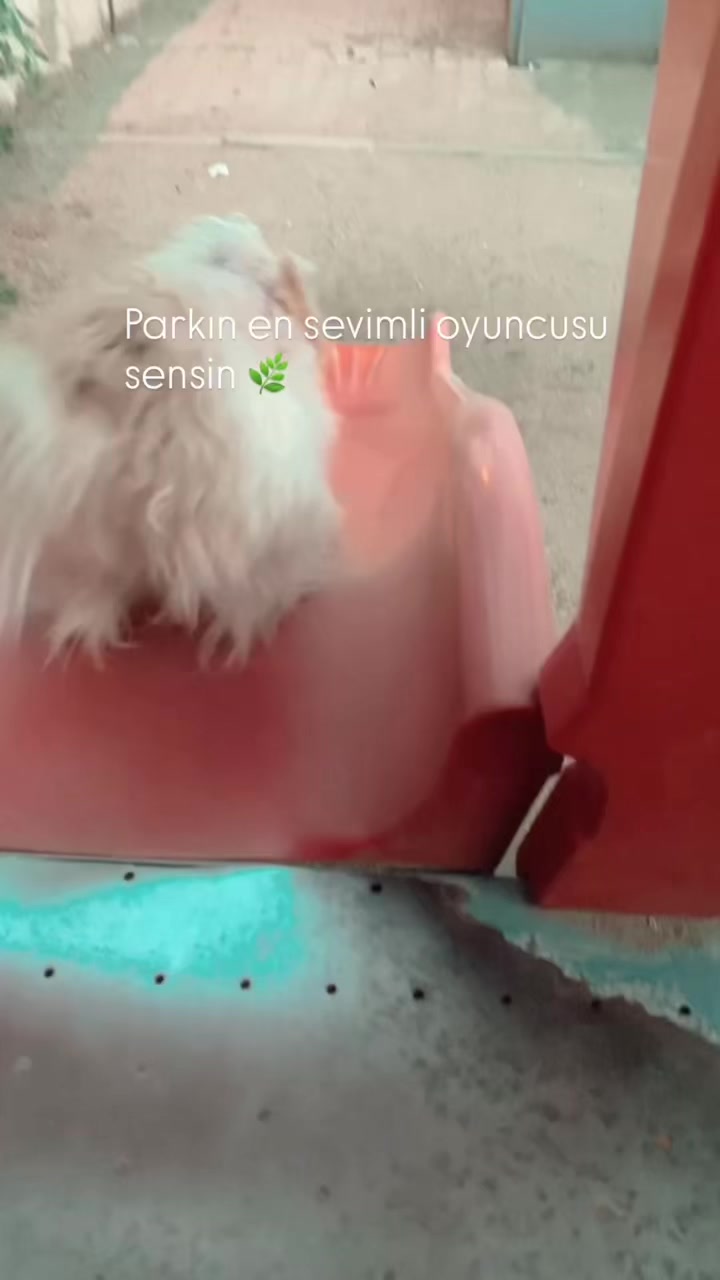 @Huriye Curacı
