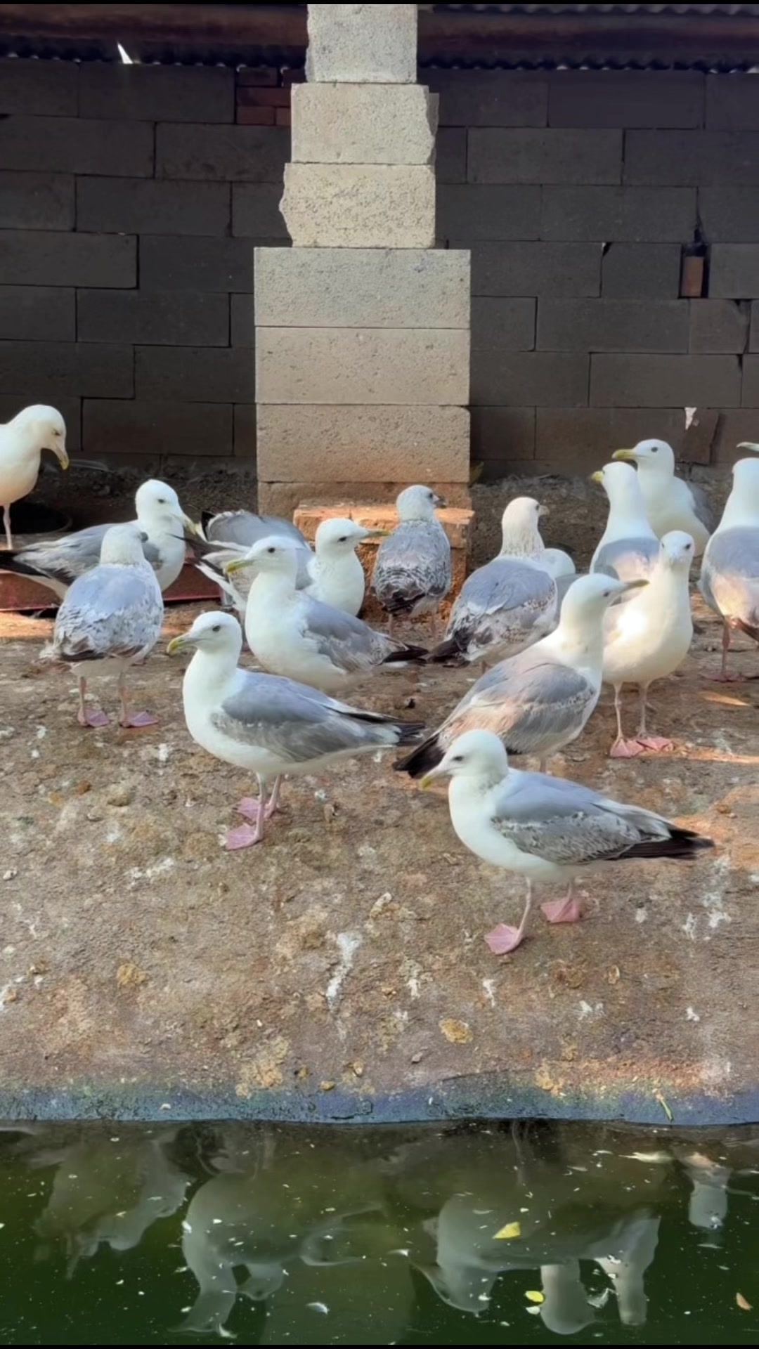 @網上動物