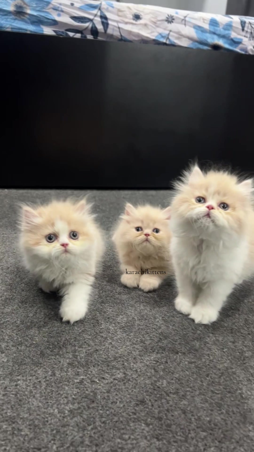 @karachikittens