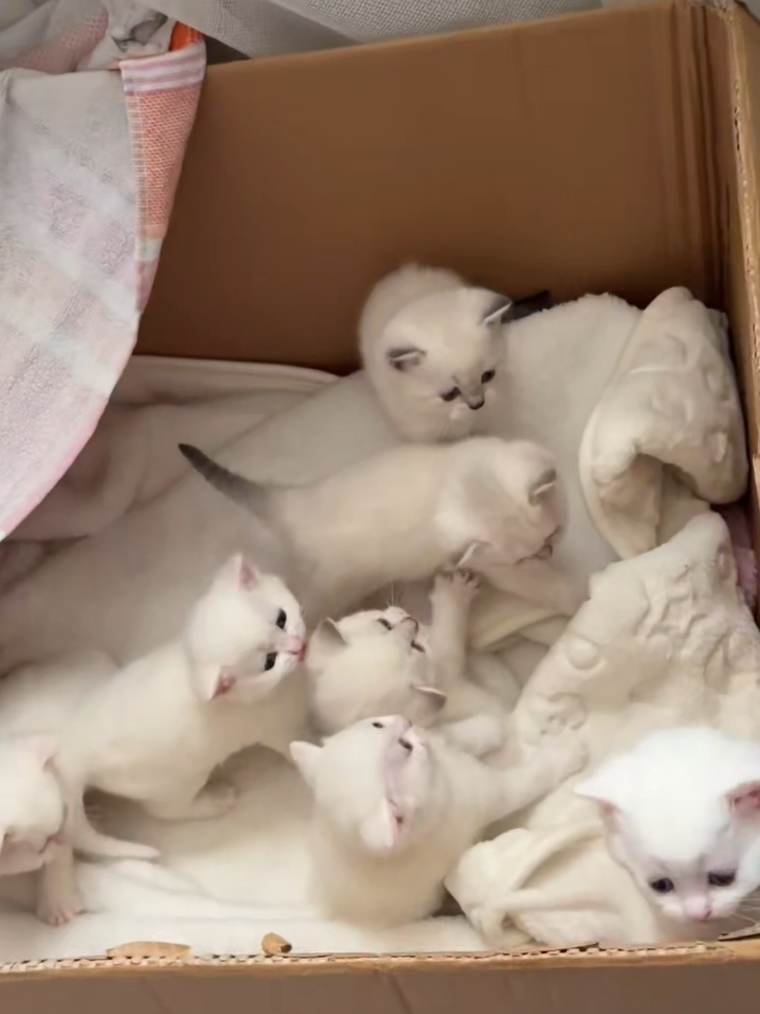 @Chonky World Of Cats