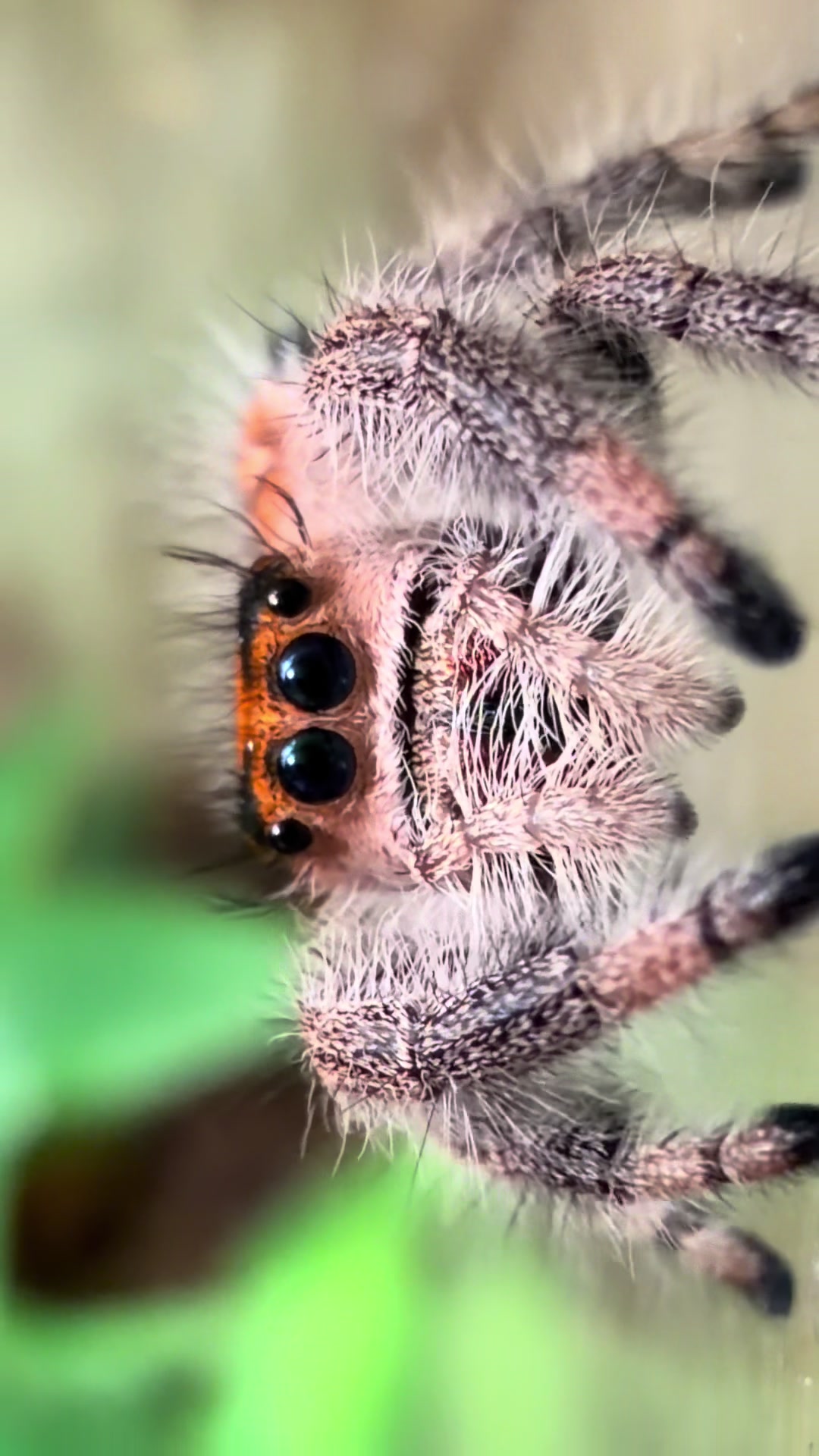 @arachnids