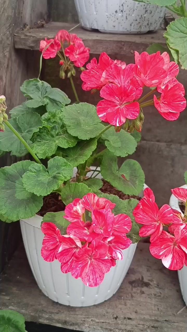 @💧&Ccedil;i&ccedil;ek dostu 🇹🇷💧