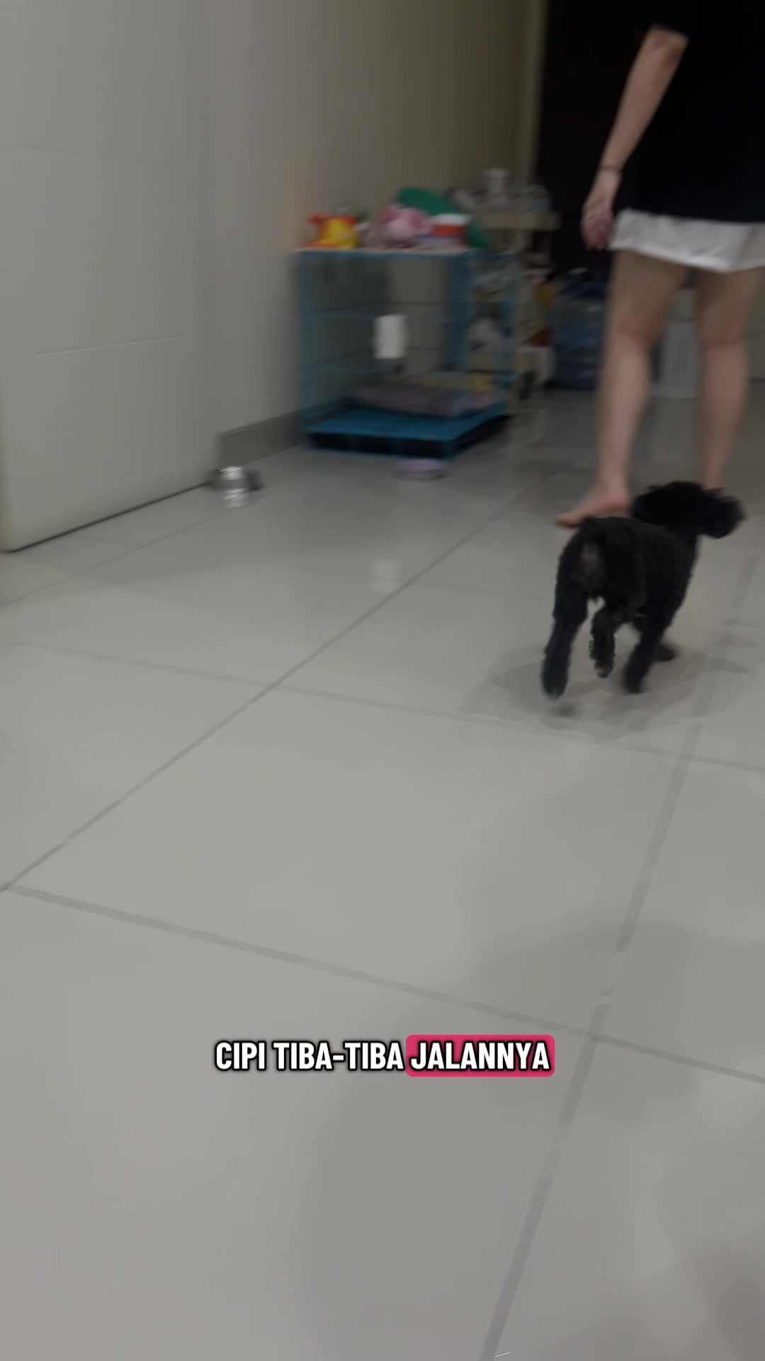 @chippi the poochon