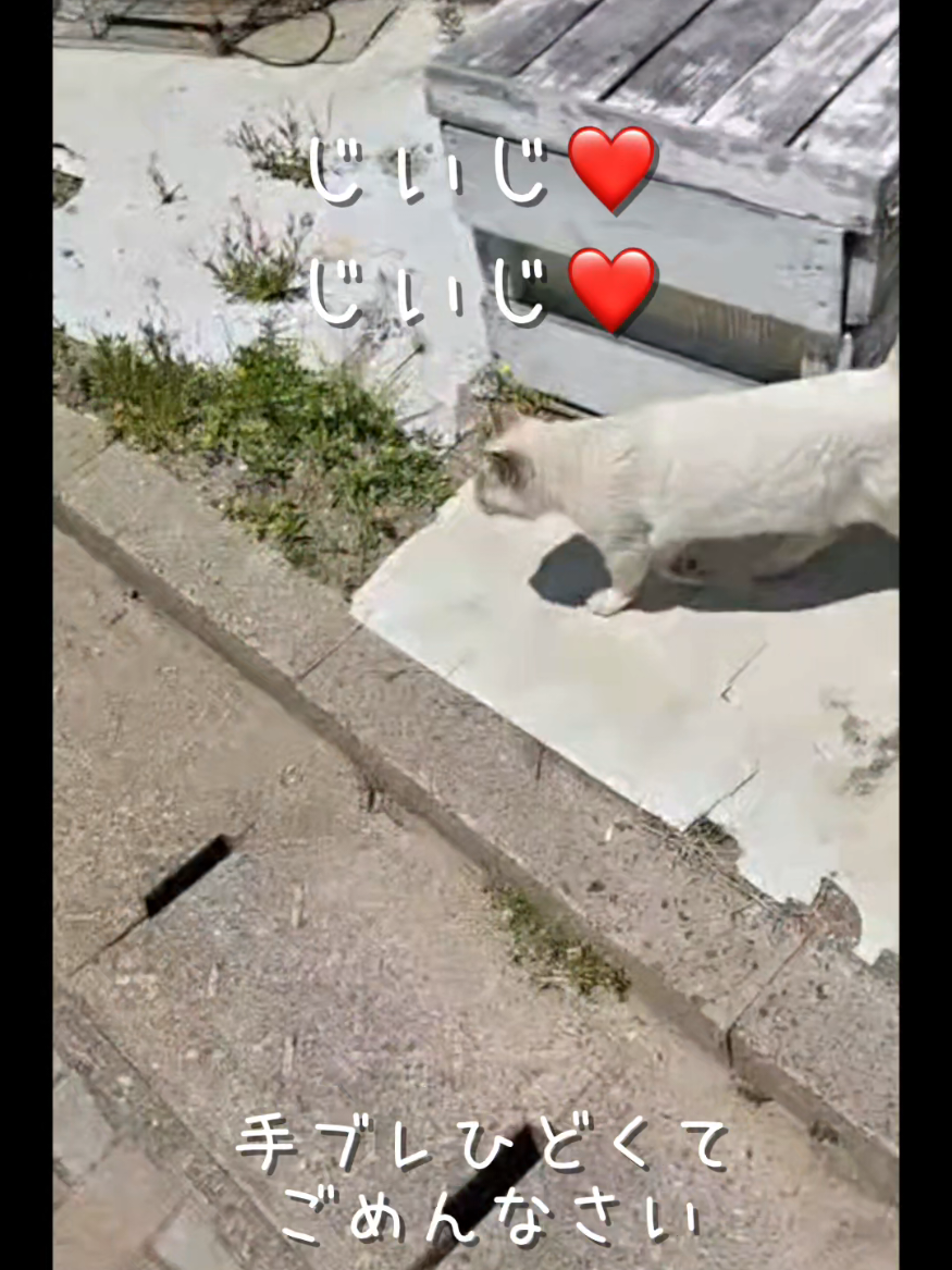 @猫写真家 森永健一