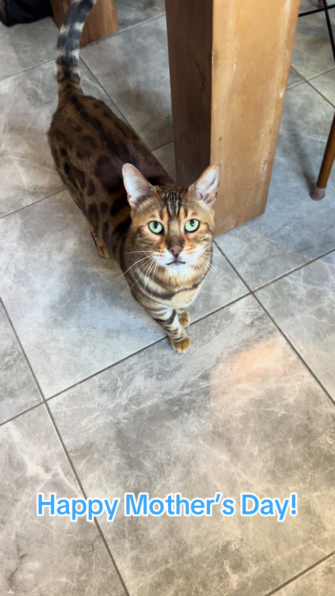 @George_The_Bengal_Cat