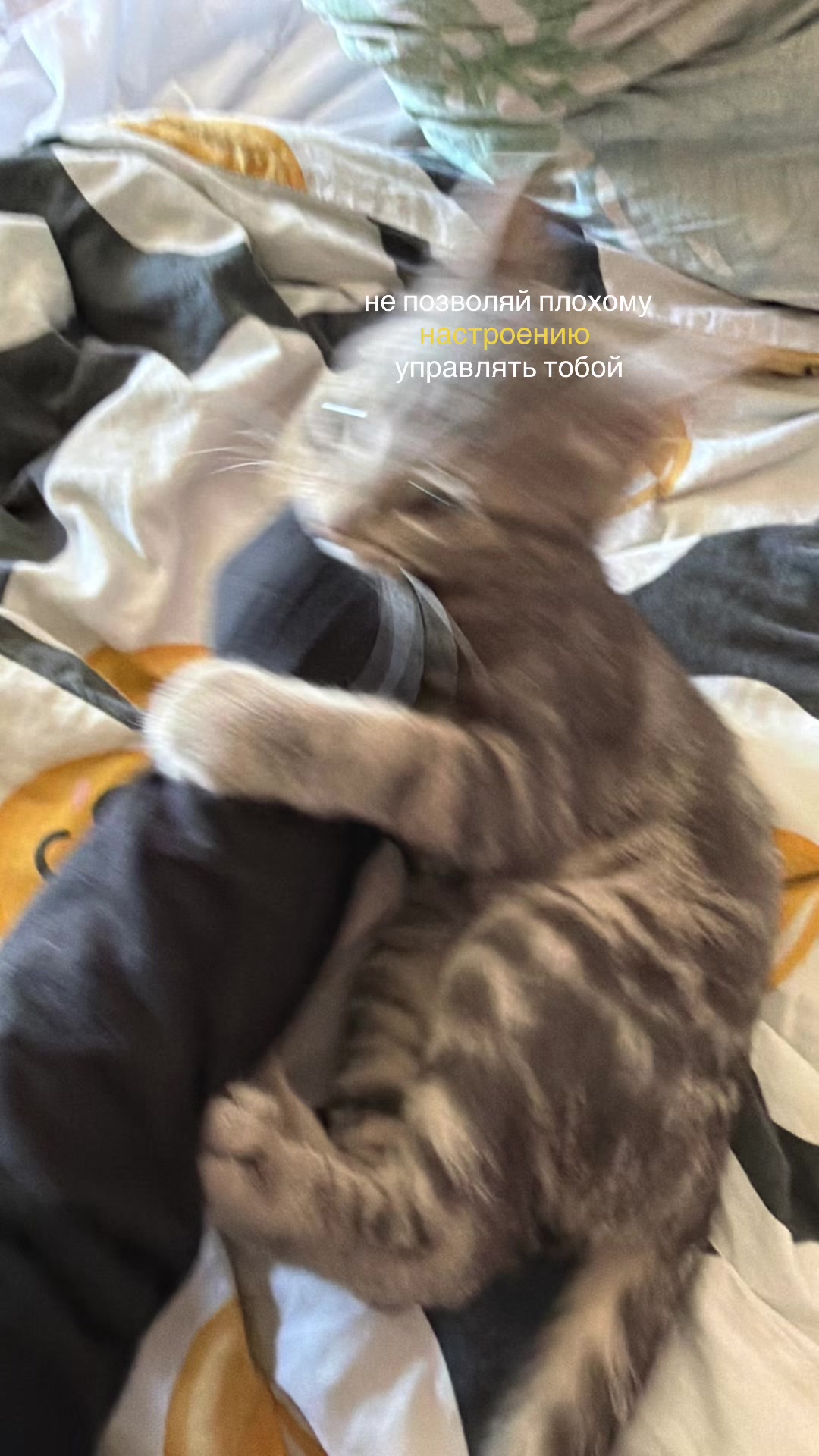 @🐈⬛