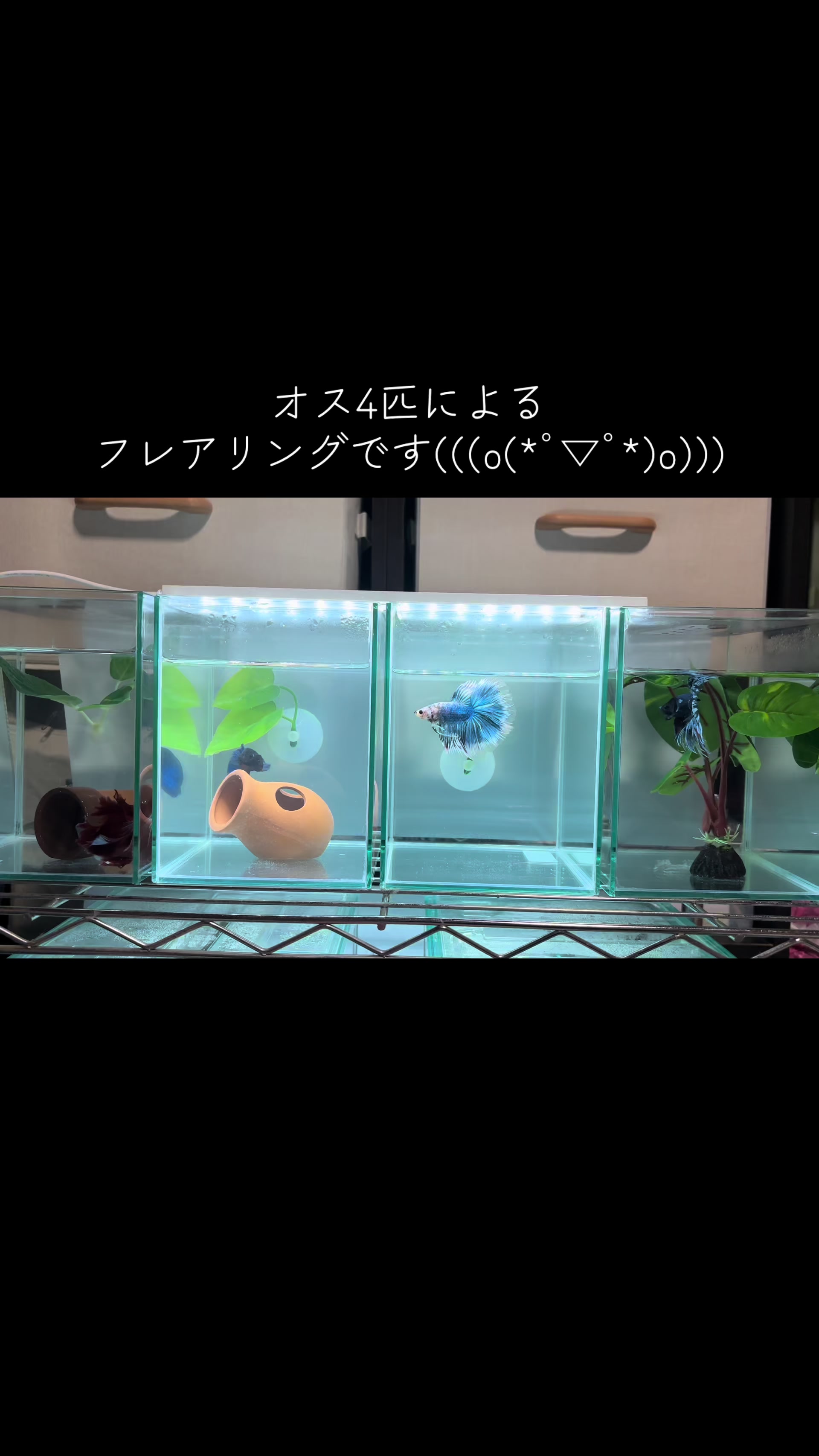 @ちあ🐠🫧