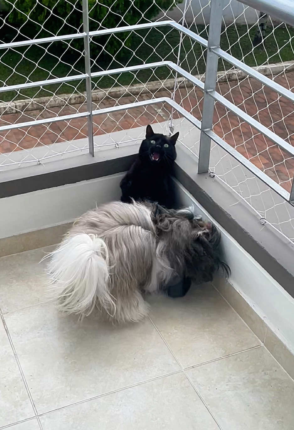 @appa_shihtzurp