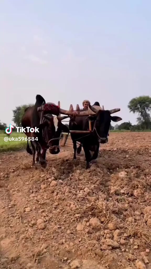 @Mohammed, Aftab Ali, 3027