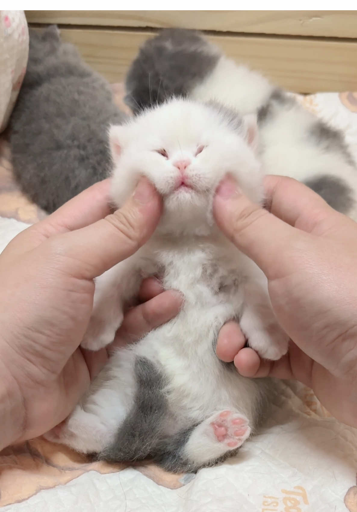 @1ch&oacute;6meow