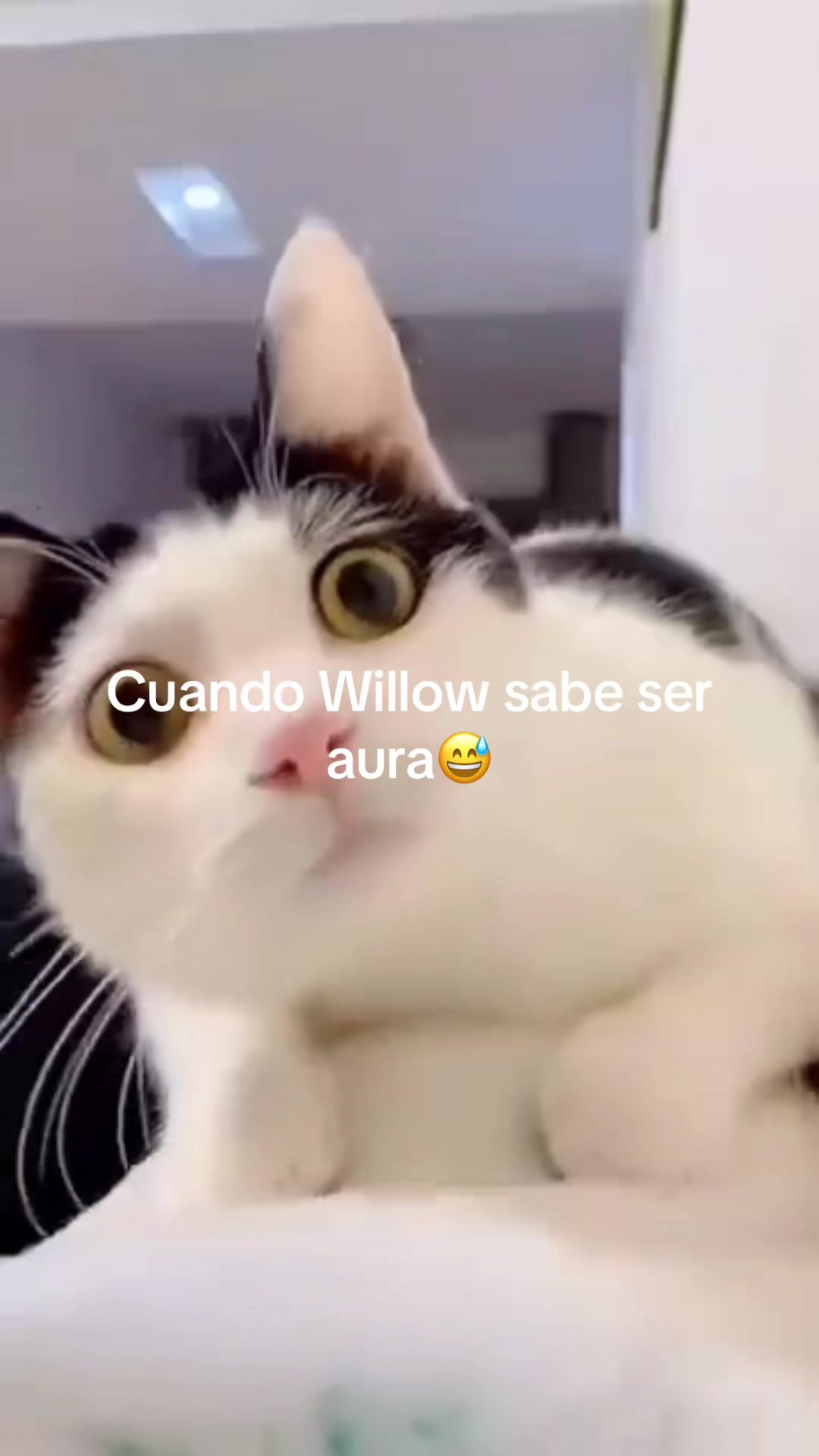 @SoyVikingo