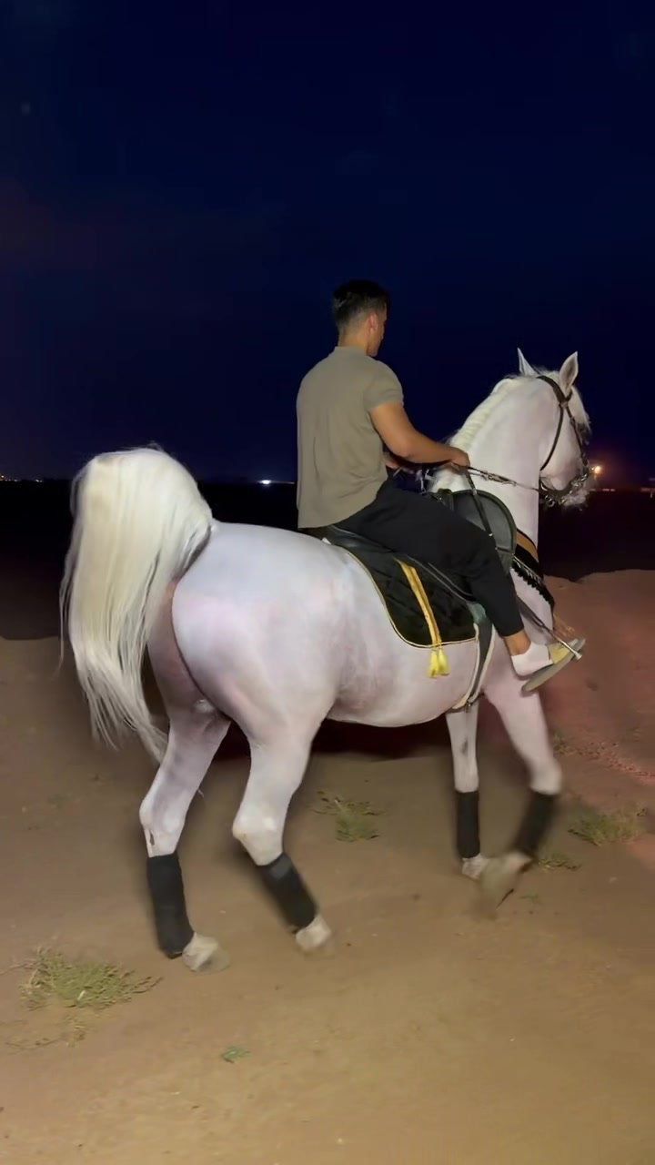 @ثـامر الشـلاش 🐎🤎.