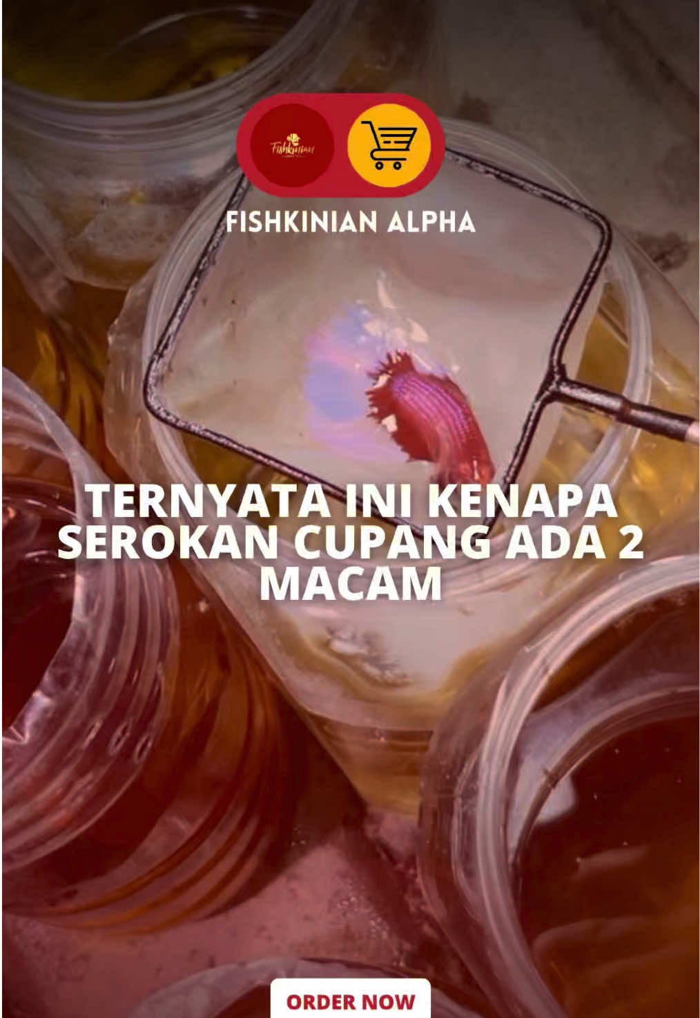 @Fishkinian Alpha1