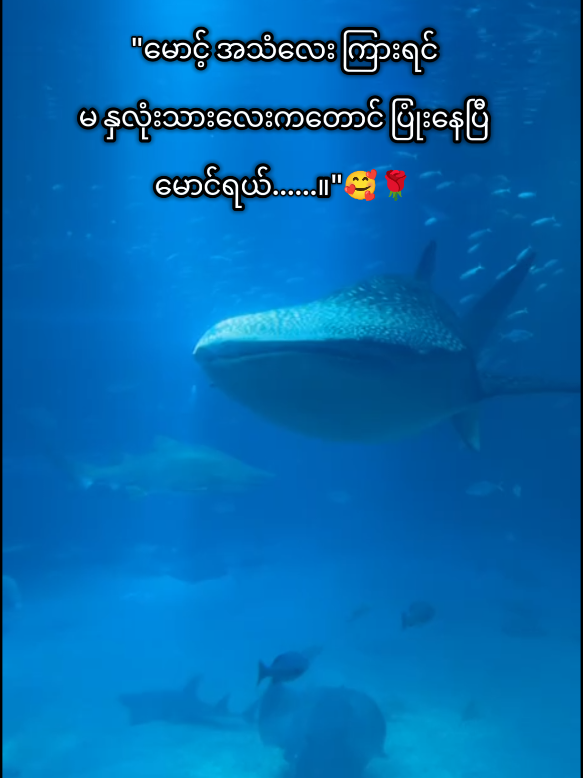 @🇯🇵 Alvina💫(အယ်ဗီနာ)💫🇯🇵