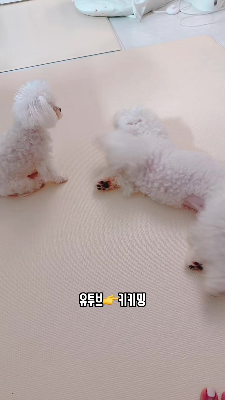 @jeju_kiki