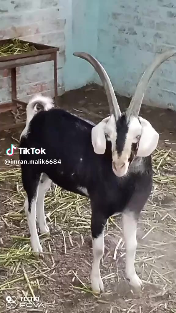@rihan malik